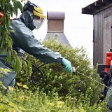 Des dizaines de scarabées japonais ont été découverts à Kloten (ZH). De l'insecticide a été aspergé dans les jardins pour éradiquer cette population de nuisibles.